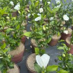 Ibištek sýrsky (Hibiscus syriacus) ´WHITE CHIFFON´® - výška 40-60 cm, kont. C3L